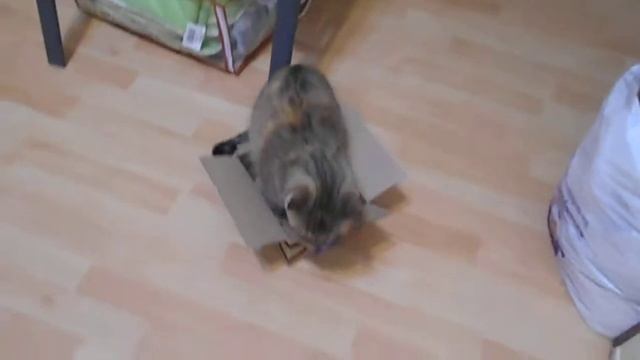 Кошка Ромашка упаковывается) смотреть онлайн