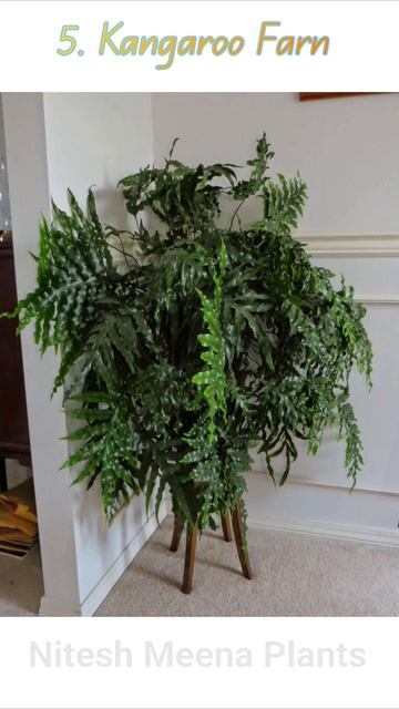 10 Houseplants That Need (Almost) Zero Sunlight #niteshmeenaplants #houseplants #indoorplant #short смотреть онлайн