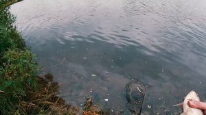 Бешеный клёв в дождь. Рыбалка на донки