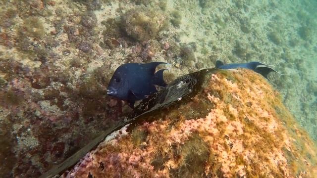 Scuba Diving in Puerto Vallarta Mexico