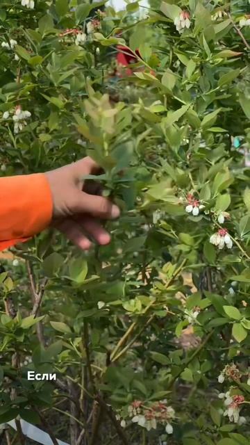 Особенности цветения голубики и ухода за ней смотреть онлайн