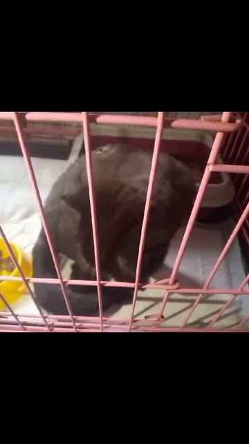 Новости приюта. Пришлось забрать бедную кошку с раной на спине. Есть подозрение, что она слепая 😭 смотреть онлайн