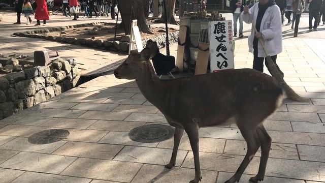 9 Days Trip Chubu Nagoya Takayama Osaka Kyoto Kobe Kansai | Japan 2019 смотреть онлайн