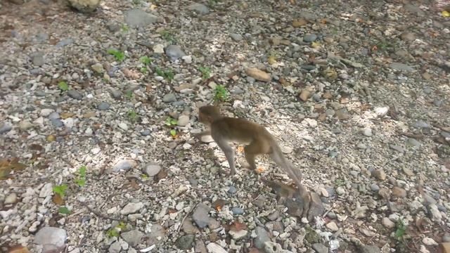 Остров обезьян нячанг смотреть онлайн