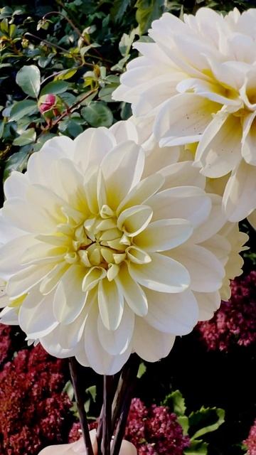 The perfect Fall flowers pairing 💛 #dahlias #fallflowers #flowergarden #fallvibes смотреть онлайн