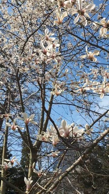 В Киеве уже расцвели магнолии 💗 Ботанический сад имени Фомина, 7 апреля 2023 года смотреть онлайн