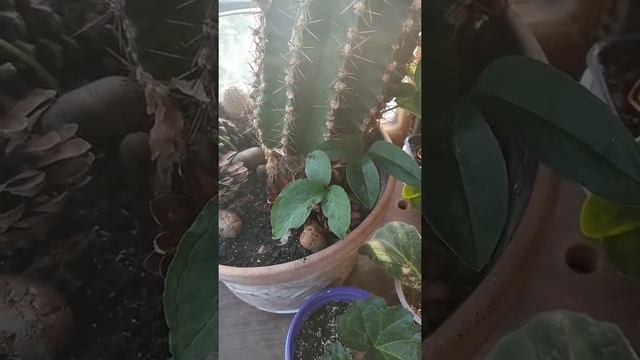 И на болконе растут цветы. смотреть онлайн