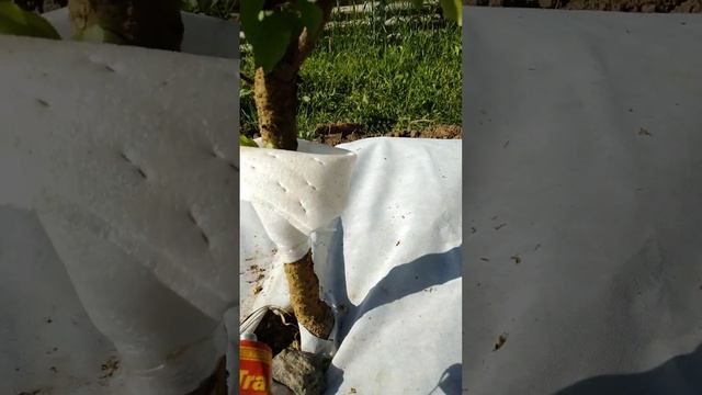 ТЛЯ. ЛОВЧИЙ ПОЯС ОТ ТЛИ смотреть онлайн