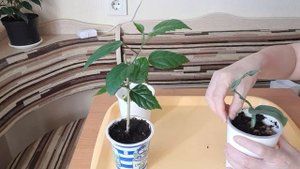 Посадка Эпипремнума Мунлайт и Розана