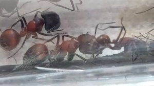 Camponotus mutilarius (Xiangban) (Thailand) 10.09.2022