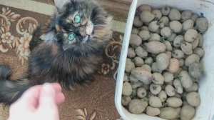 ВЛОГ Весна пришла Вкусные пирожки Зажарка впрок