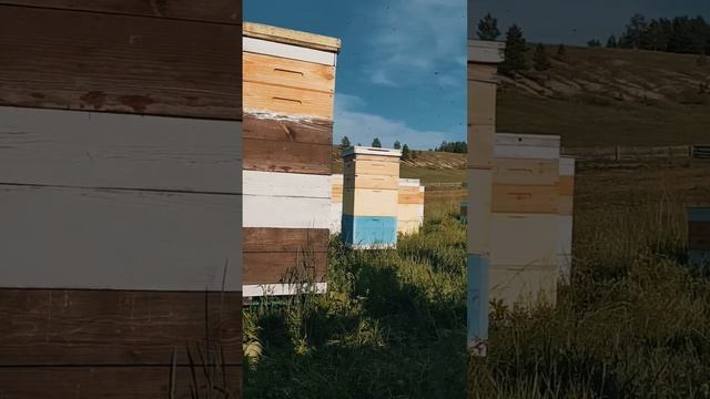 Пасека смотреть онлайн