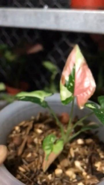 SYNGONIUM TRICOLOR 3 WARNA ,HIJAU MERAH ,HIJAU TERFAVORIT SEMUA ORANG