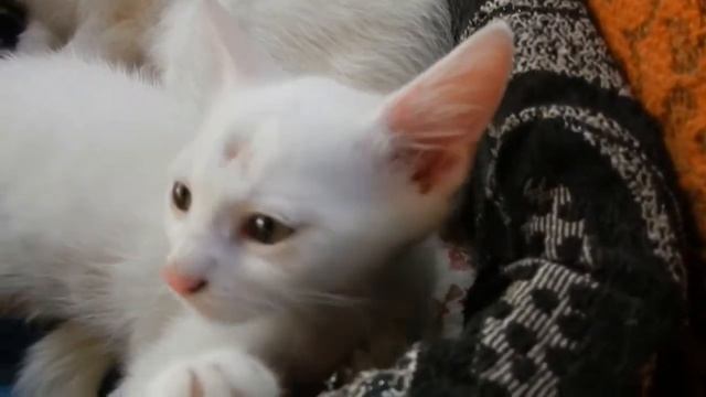 БЛАГОРОДНОЕ СЕМЕЙСТВО смотреть онлайн