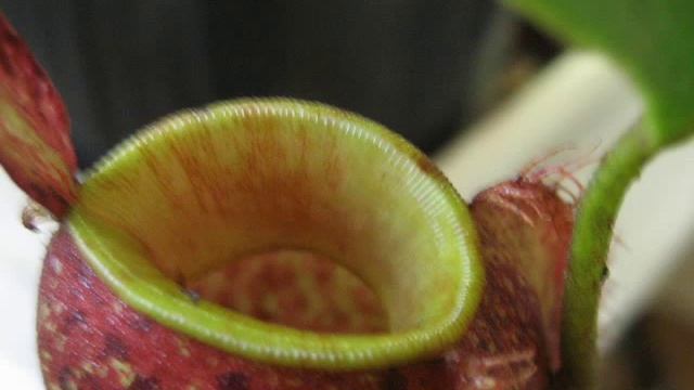 URNES ampullaria plantes carnivores népenthés смотреть онлайн