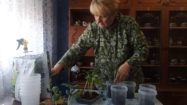 Огород на подоконнике. Пикирования тыквы. смотреть онлайн