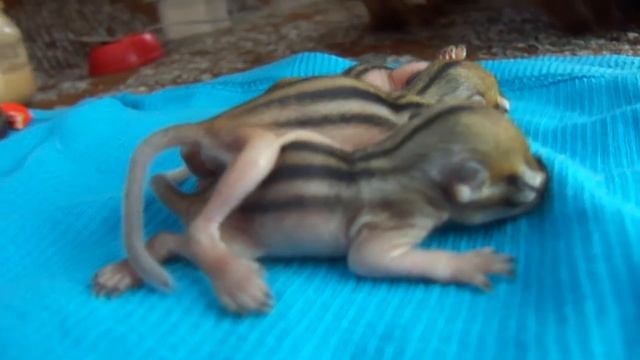 малыши смотреть онлайн