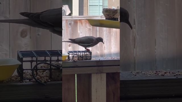 Приятный гость. Он улетел Но обещал вернуться смотреть онлайн