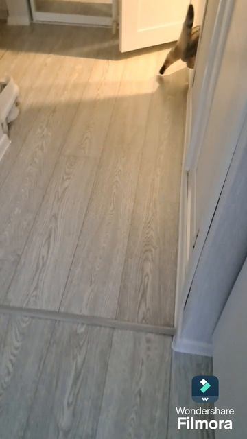 Котики#пушистики#кошки#вислоухие кошки#вислоухие шотландские#шотландцы#скрылась от папарацци