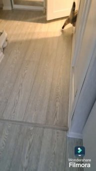 Котики#пушистики#кошки#вислоухие кошки#вислоухие шотландские#шотландцы#скрылась от папарацци