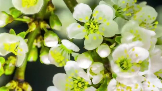 These Are The Most Beautiful Flowers In The World смотреть онлайн