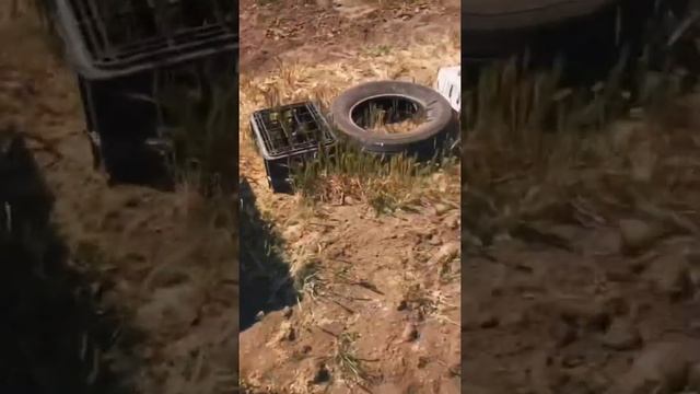 Поймал рой пчёл. Как снять рой пчёл. смотреть онлайн