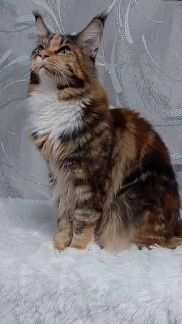 1 марта.С днём кошек!Мейнкуны смотреть онлайн