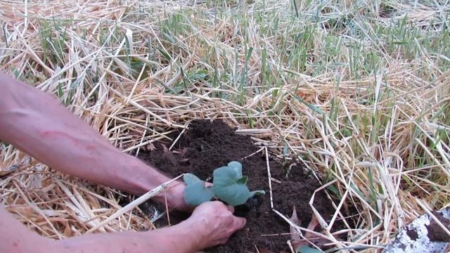 Planting into Cut Rye Field смотреть онлайн