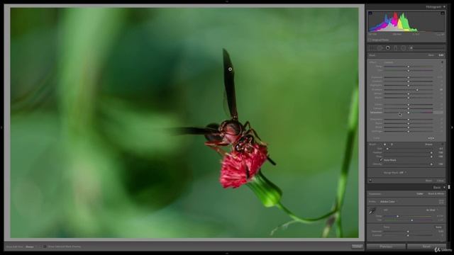 18-14 - Редактирование макрофотографии Adobe Lightroom Classic