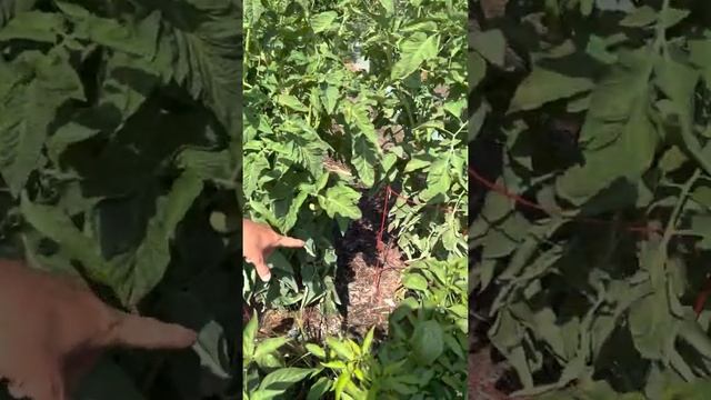 The first tomato plant to get the blight in 2022. смотреть онлайн