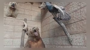 Медвежий угол. Ресто-кафе недалеко от Набережных Челнов. Идеальный отдых с детьми.