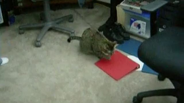 Nena malcriada смотреть онлайн