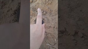 Проверяем ловушку для ящериц