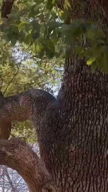 Camphor tree ~sacred tree~ смотреть онлайн