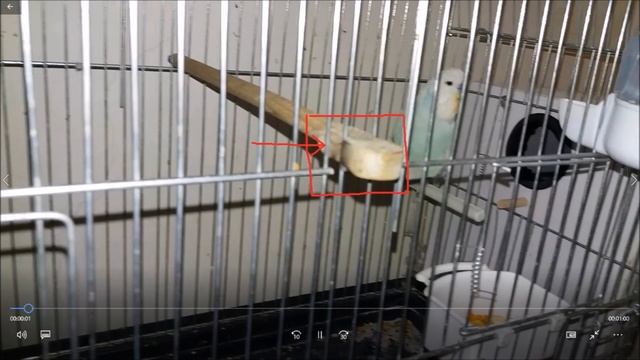 MUHABBET KUŞU BİTİ KESİN ÇÖZÜM / KIRMIZI BİT смотреть онлайн