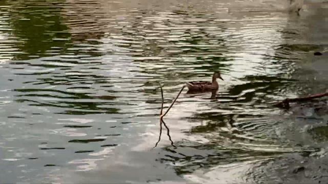 загородная жизнь. природа, дикая утка смотреть онлайн