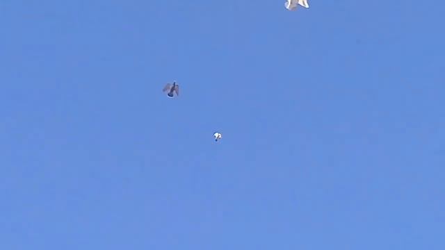 07.10.17.Пискуны сентябрские в лету! смотреть онлайн