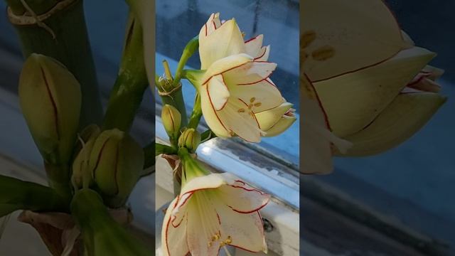 цветок 3...еще цветем!