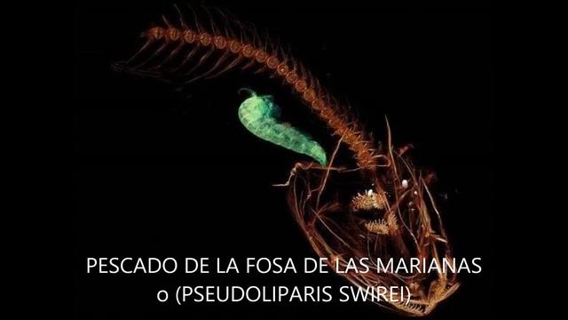 LAS 10 NUEVAS ESPECIES DE ANIMALES DESCUBIERTAS EN 2020 смотреть онлайн