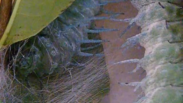 Tissage Attacus Atlas смотреть онлайн