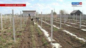 Актуальная тема - Как вырастить виноград на участке