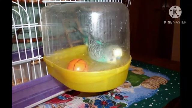   как правильно купать волнистика