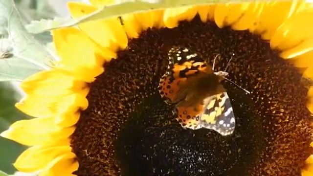 гр гатфар- инструменталка 1998 года смотреть онлайн