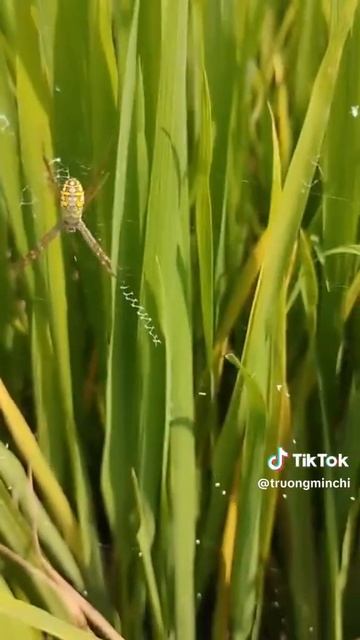 G.A.P | Kiến Thức Làm Nông | Rầy phấn trắng: Kẻ thù của cây lúaa смотреть онлайн