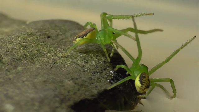 Crab spiders. Grüne Krabbenspinnen. Eifel, Germany смотреть онлайн