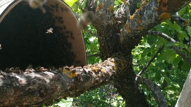 Пчёлы бегут в роевню смотреть онлайн