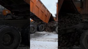 камаз 65115 с прицепом выгрузка свёклы.
