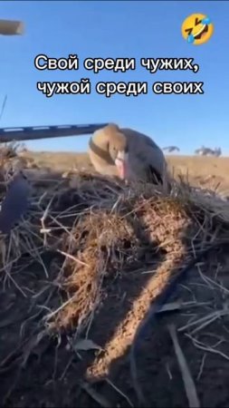 Свой среди чужих, чужой среди своих!