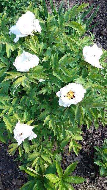 ДЕРЕВОВИДНИЙ ПІОН 2023   TREE PEONY 2023