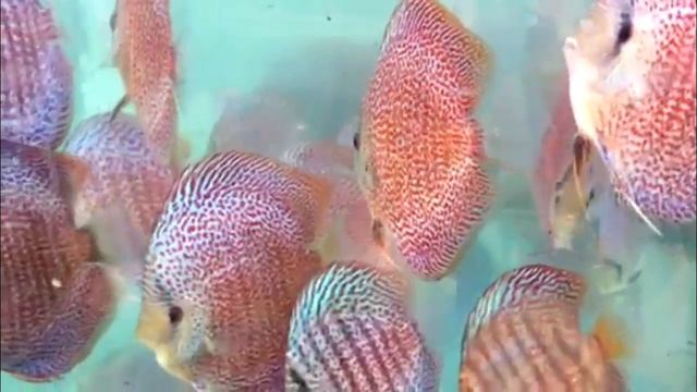 Discus Fish High Body Leopard Snake AA Grade смотреть онлайн